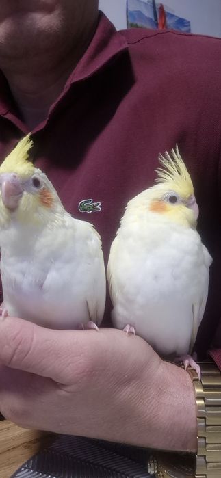 Nimfa młoda           .