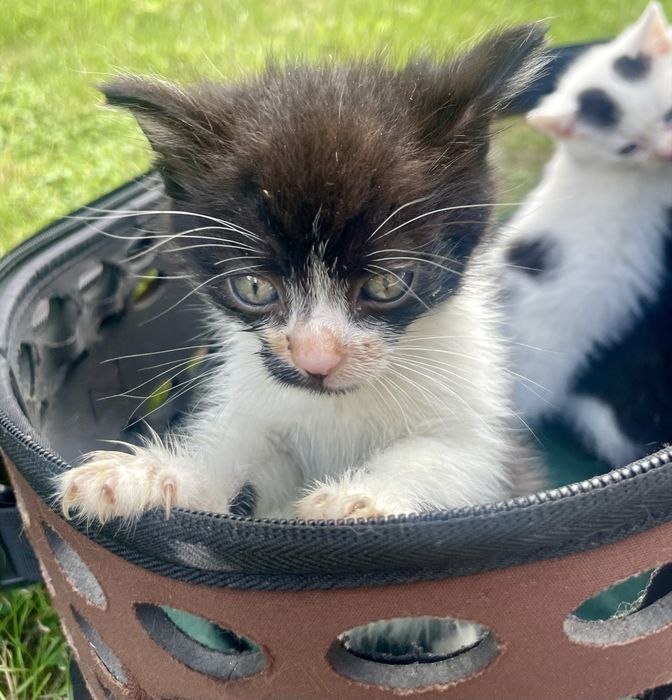 Małe kotki do oddania