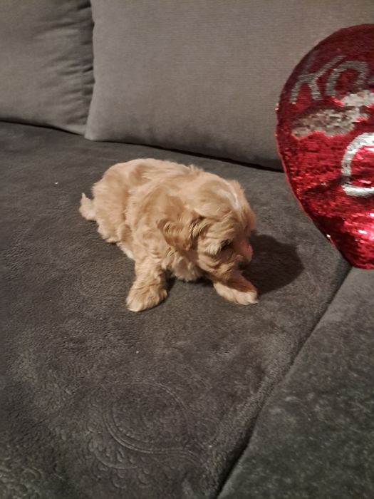 Maltipoo po małych rodzicach