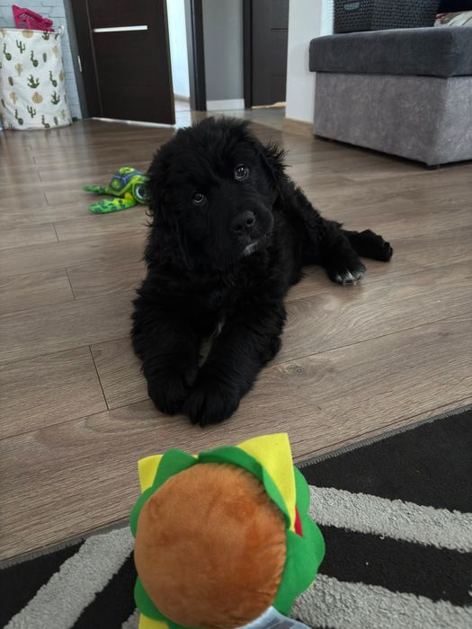 Golden Mountain Dog Piesek 9Tygodni !Golden Retriever +Berneński Pies