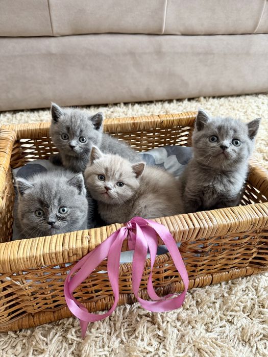 Шатландські кошенята