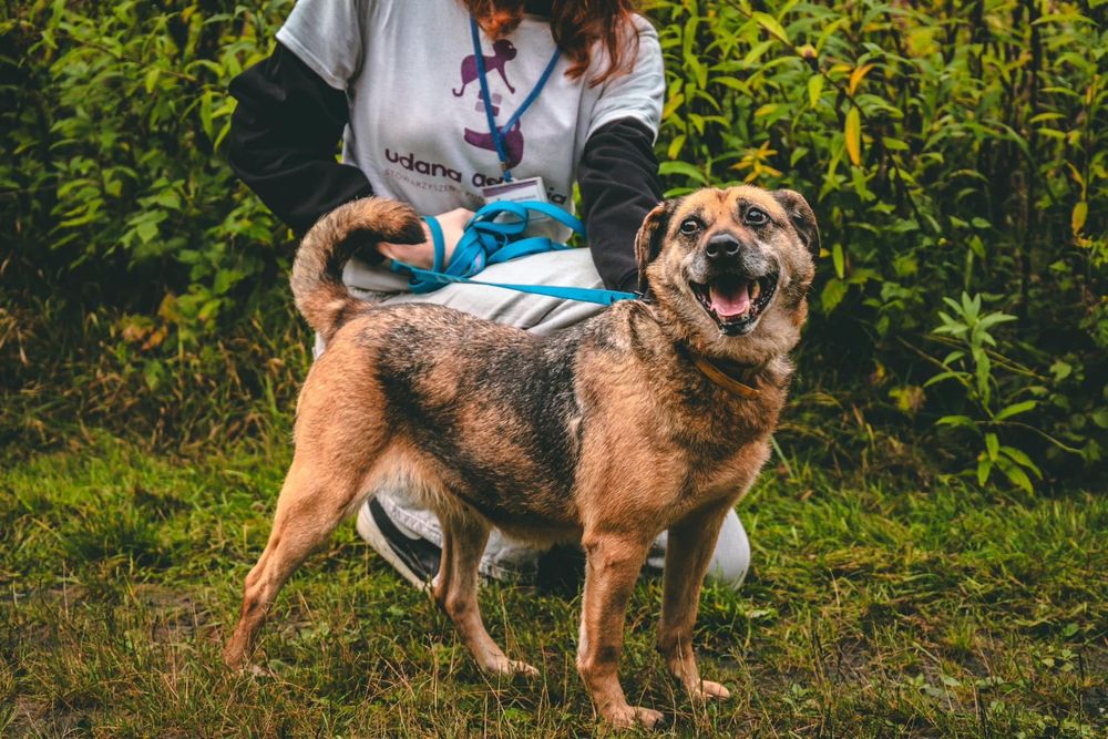 Janinka do pilnej adopcji!