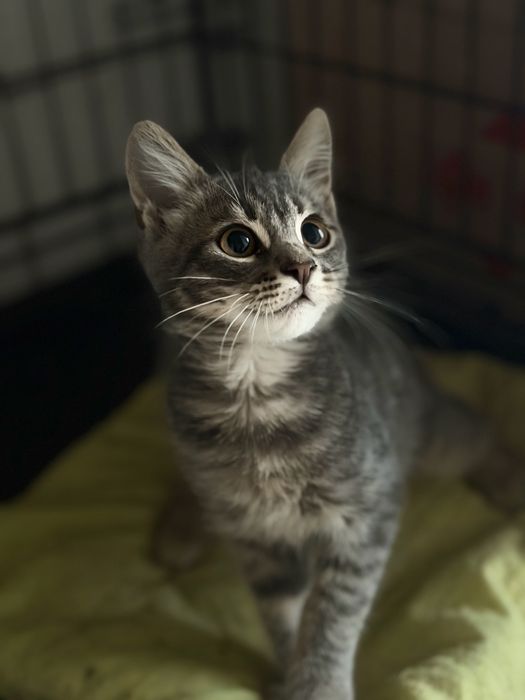 Кошеня в добрі руки