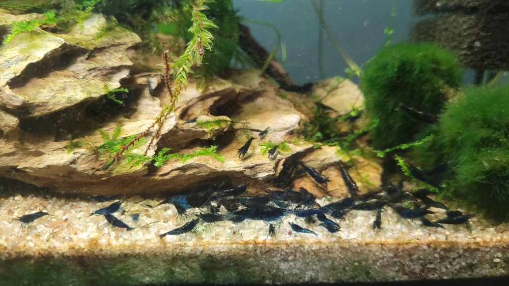 Krewetki blue velvet niebieskie