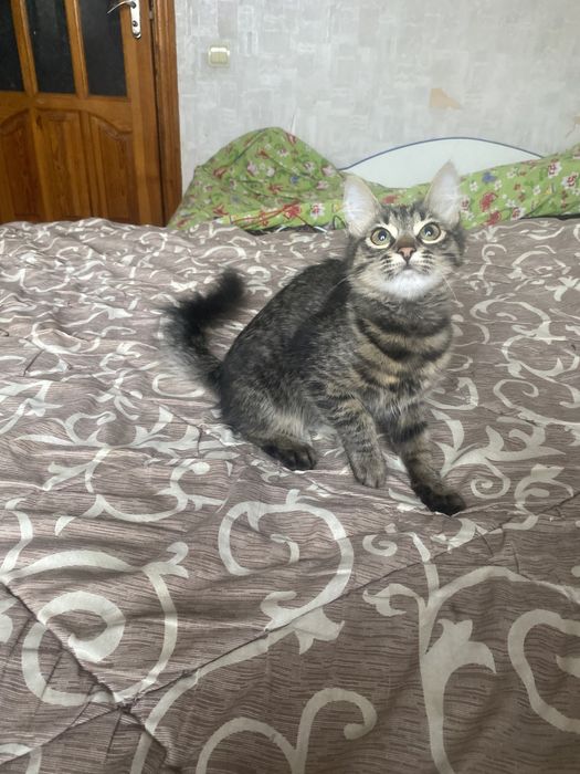 Самая классная мейн - кун