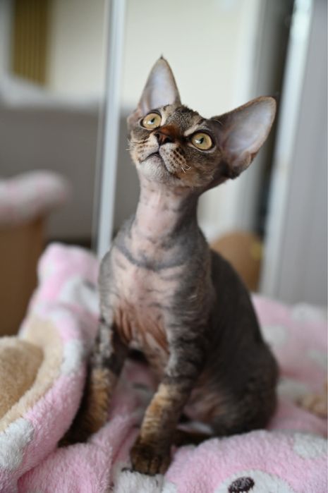 Koteczka Devon Rex