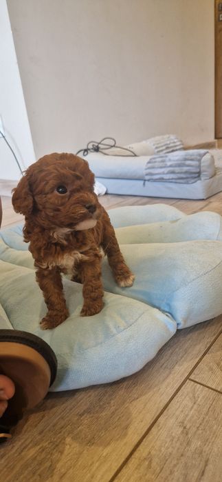 Cavapoo  F1b śliczny chłopiec