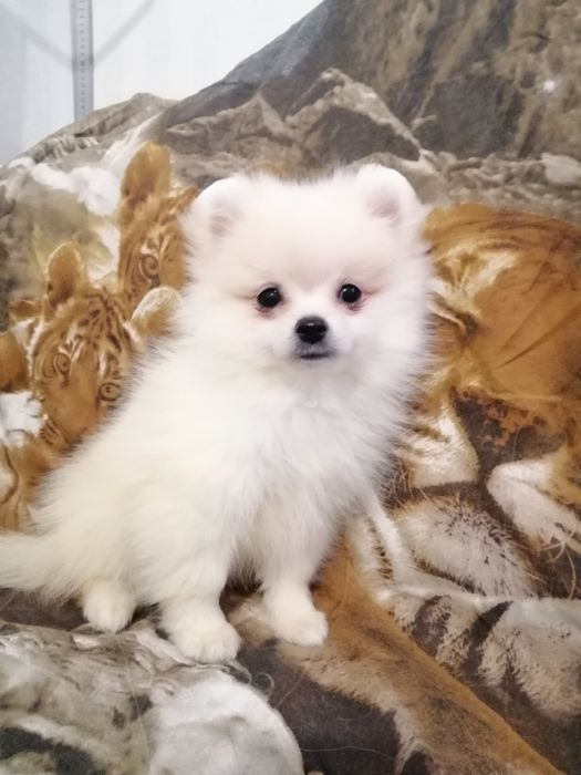 Девочки и мальчики Померанского Шпица окрас крем и оранж.