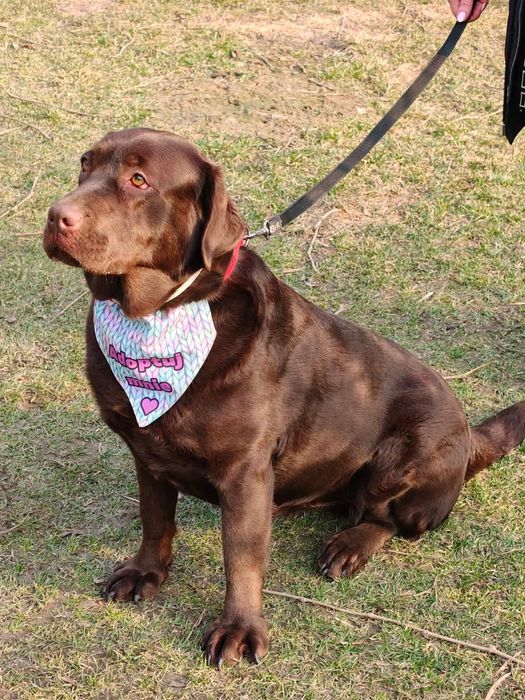 Suczka w typie labradora szuka domu