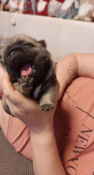 Mops chłopczyk Arnold