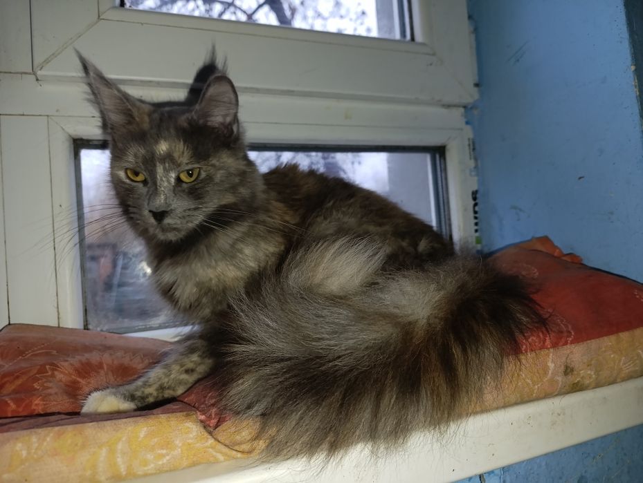 Кішка мейнкун, 1рік 3міс,стерилізована