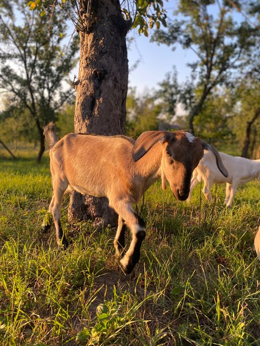 Продаються кози та козенята