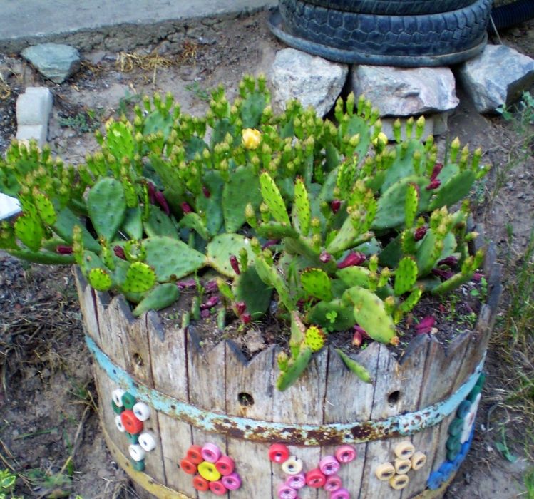 Опунция уличная - листики с корнями