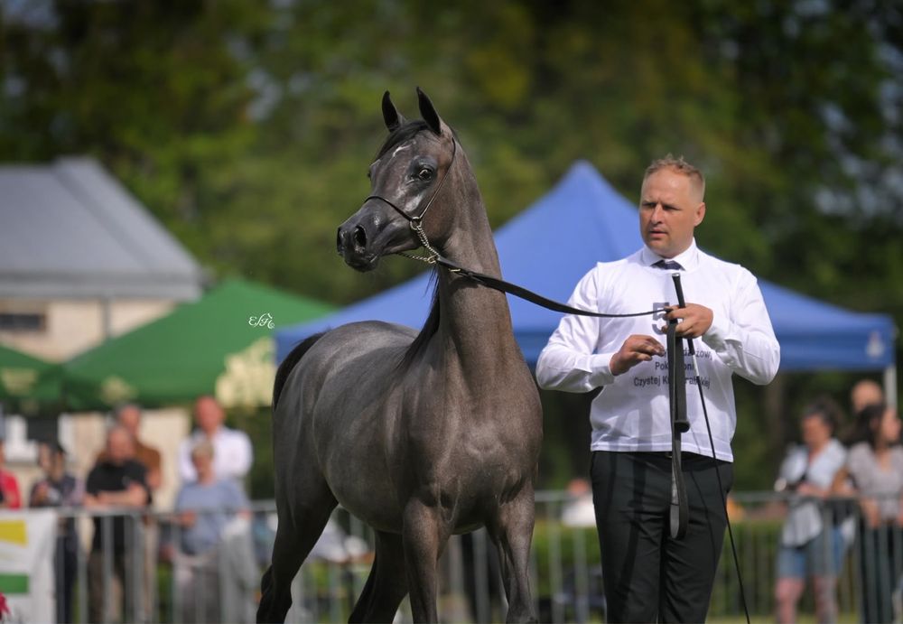 Klacz arabska po championatach