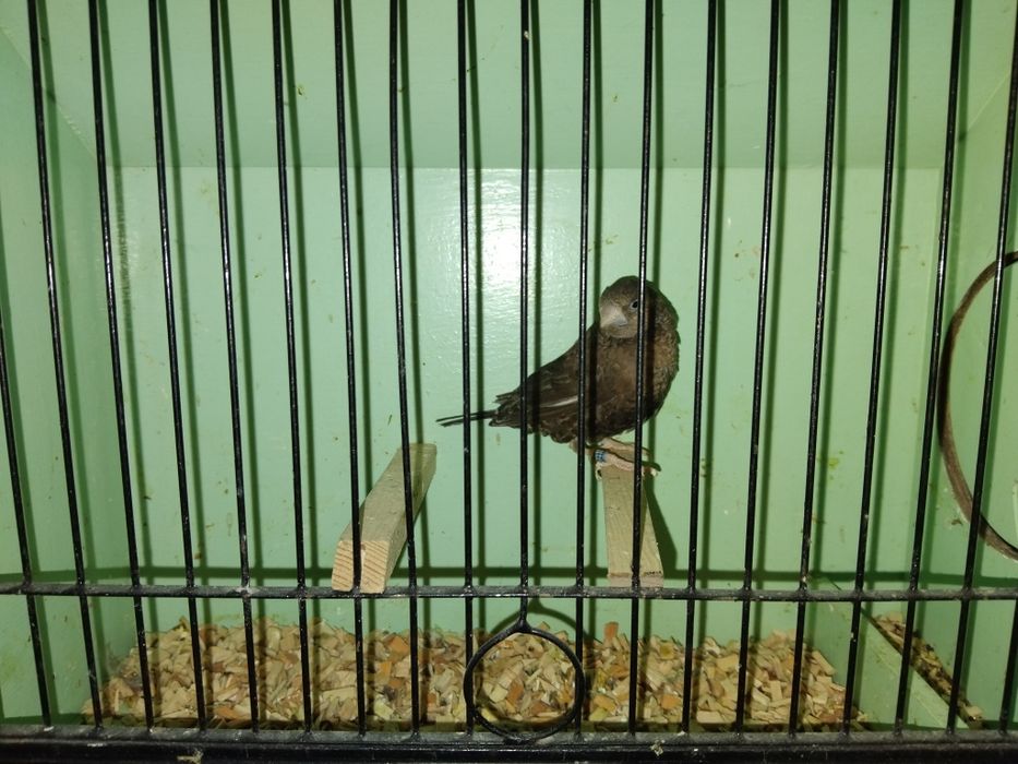 Amadyna obrozna samica