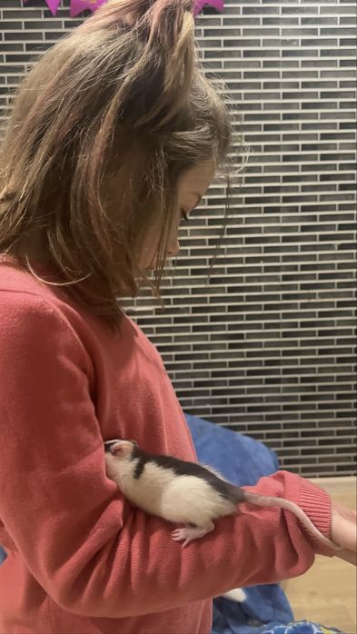 Щурики , пацючки ,криски маленькі