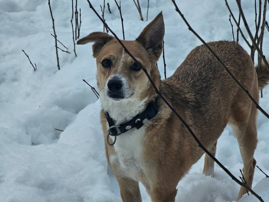 Sunia Myszka szuka domu. Adopcja darmowa.