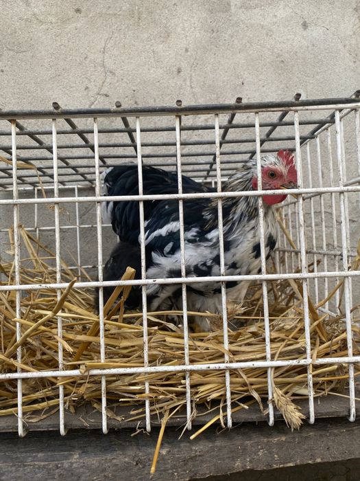 Sprzedam koguta kochina