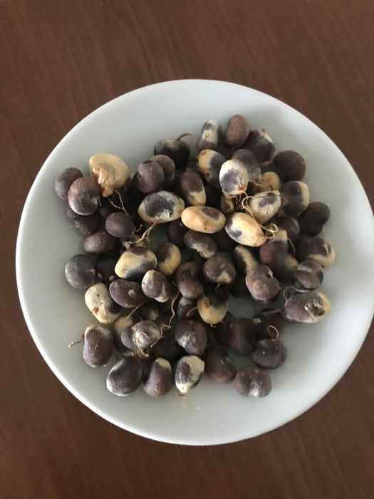 20 sementes de Imbondeiro