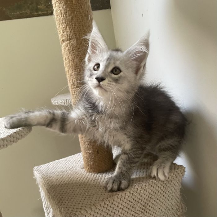Kocurek Maine Coon