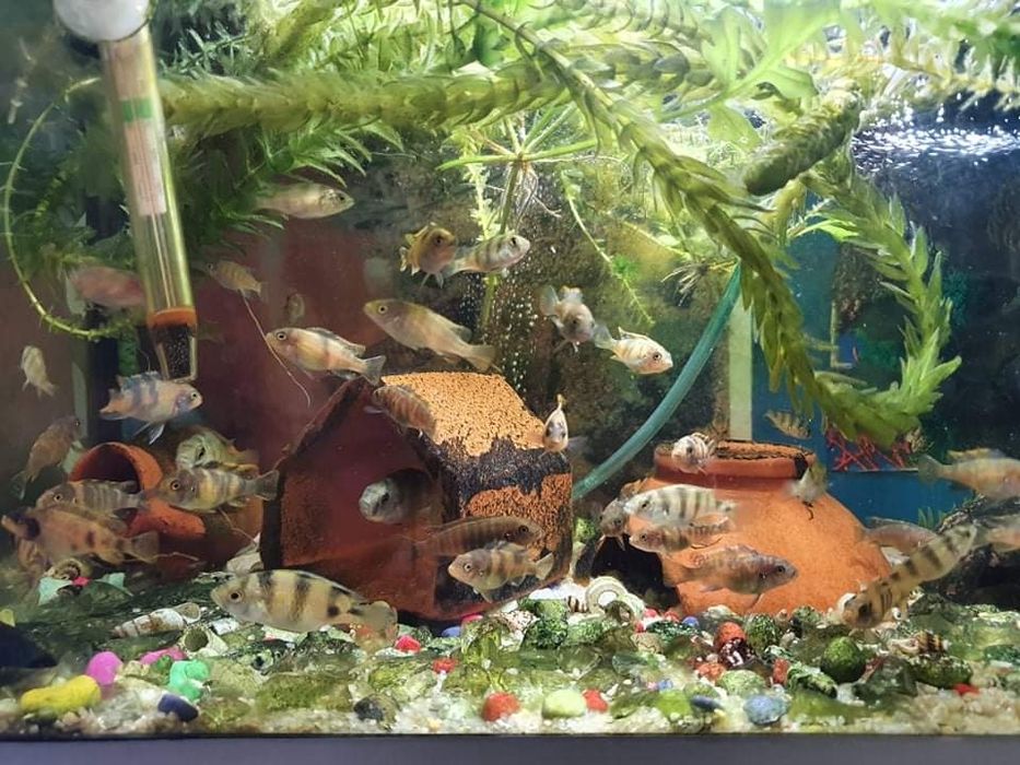 Ciclídeos africanos juvenis/adultos