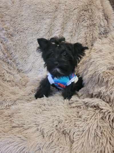 Yorkshire Terrier Black