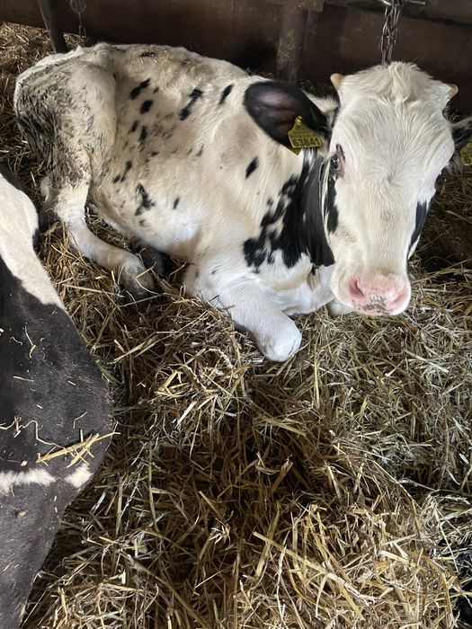 Sprzedam ogiery jalowki