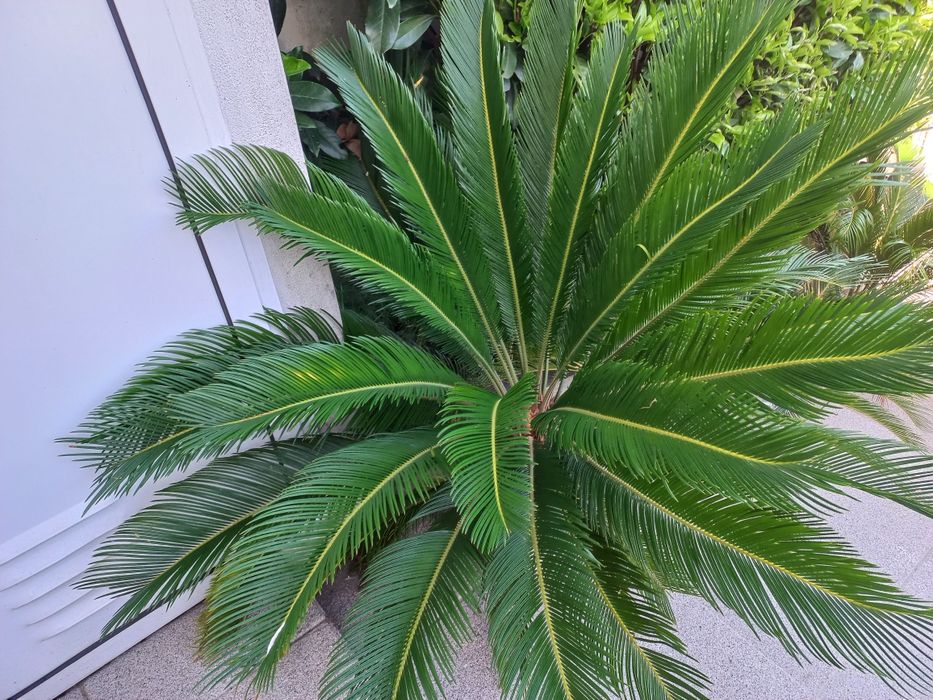 Sicas para jardim