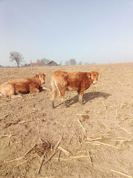 Jałówki mięsne limousine