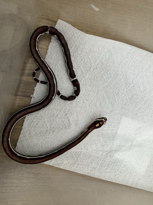 Wąż zbożowy z 2025r młode samiczki i samce