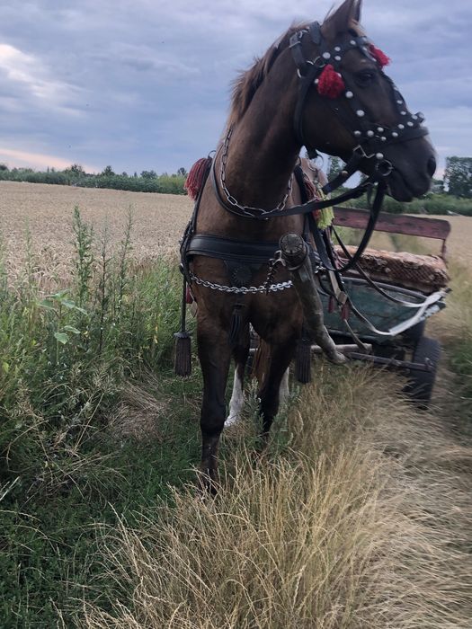 Продам кобил………..