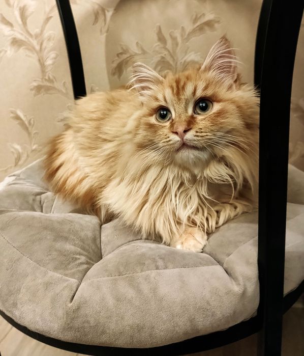 Братики Лорд та Фродо в добрі руки !