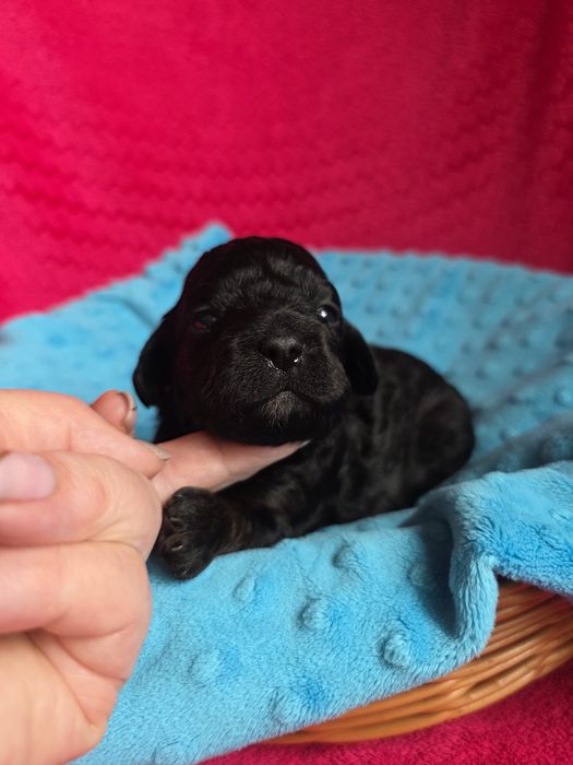 Shihpoo czarny chłopczyk