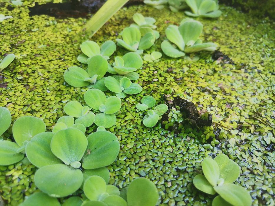 Lemna Minor / Lentilha de agua - Planta de superficie
