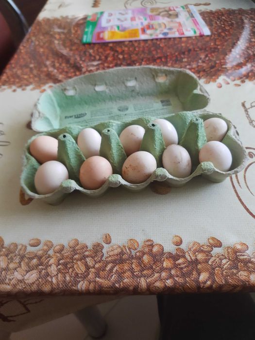 Jajka lęgowe serebrytki