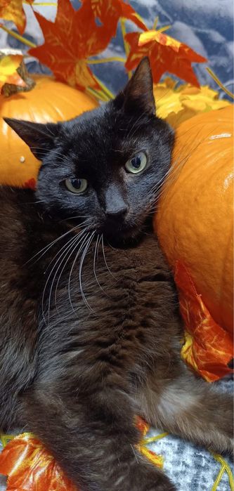 Odsam kota do adopcji