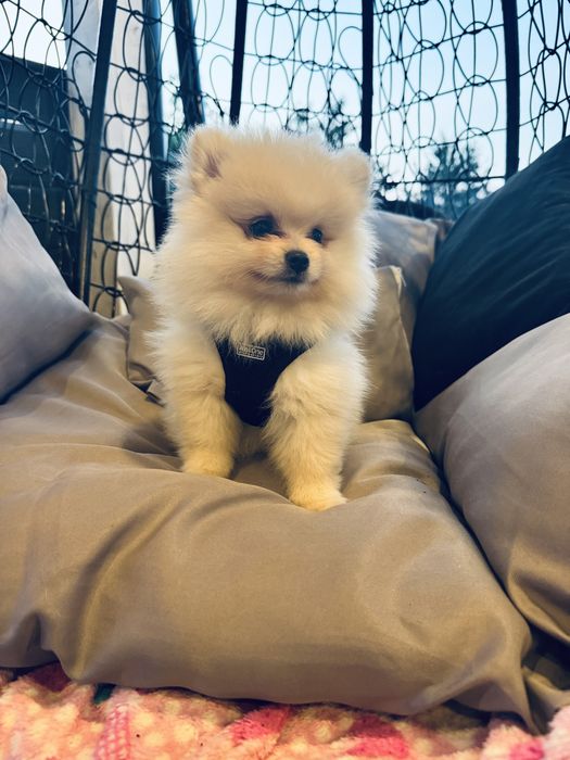 piesek mini pomeranian mis