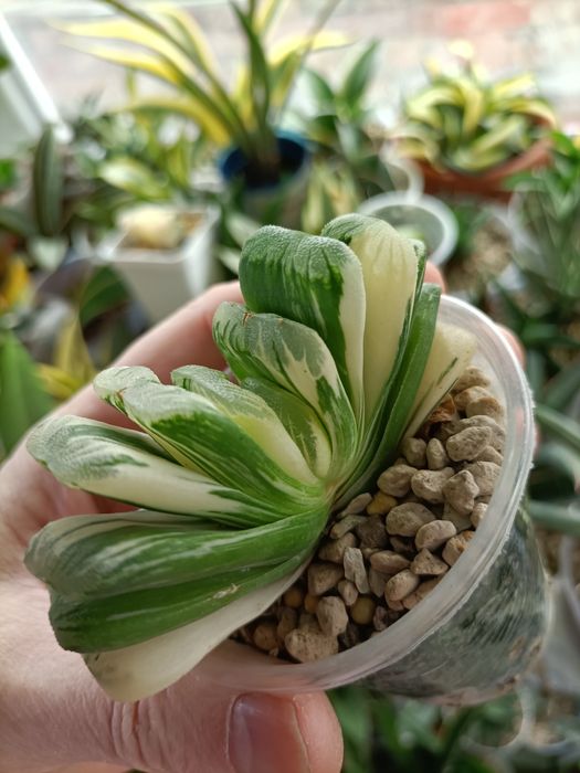 Хавортія трункати варієгатні Лайм