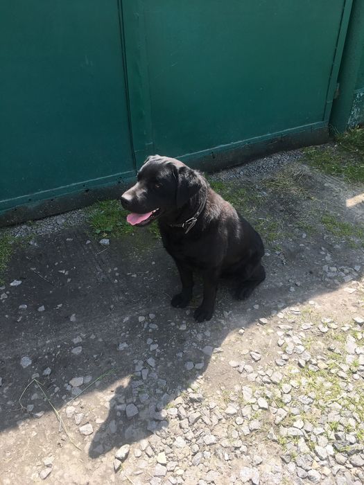 В‘язка лабрадора.