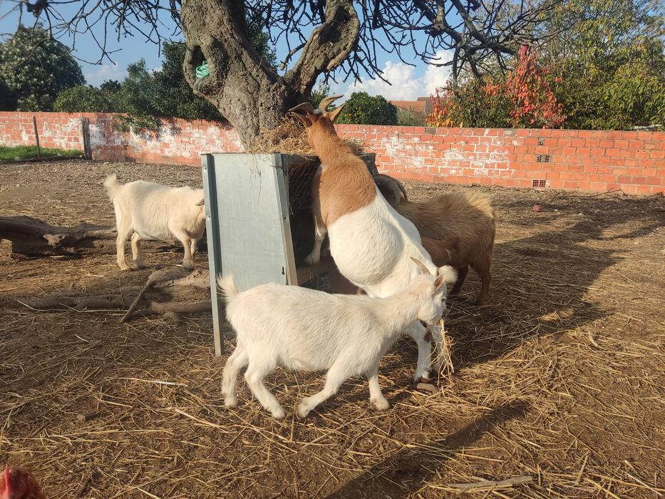 Cabras anãs adultas