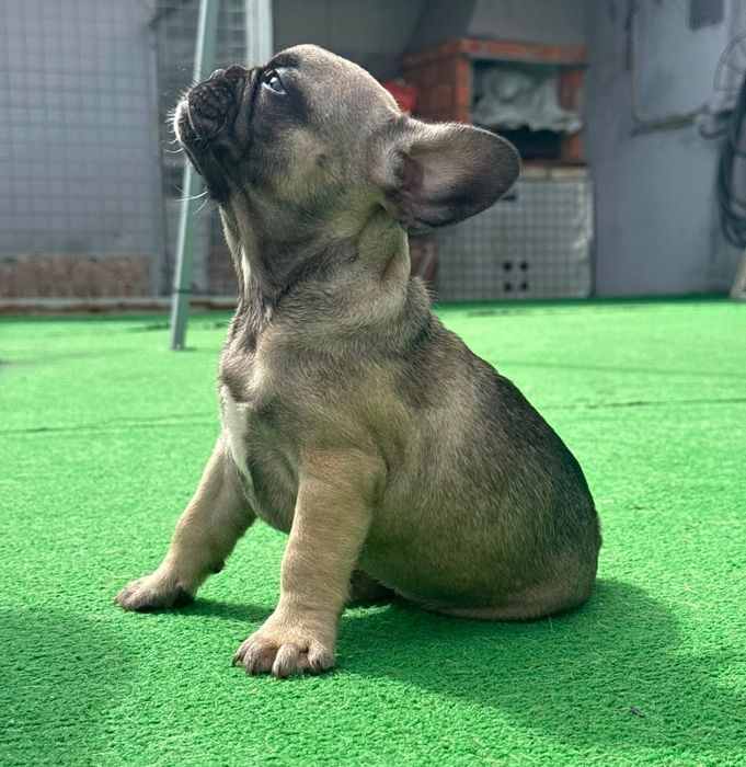 Bulldog francês fêmea sable