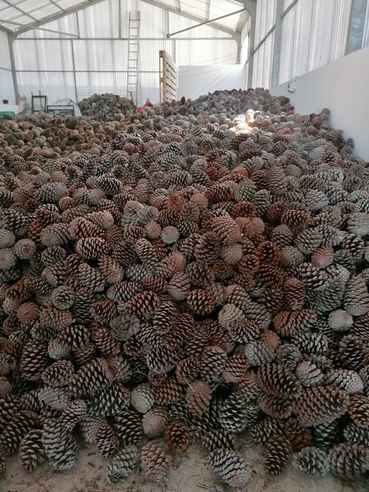 Pinhas de pinheiro bravo