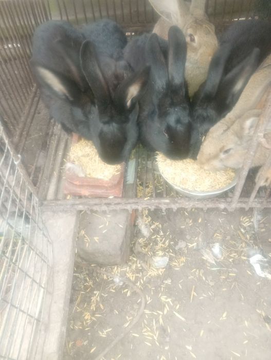Продам кролів менші і більші