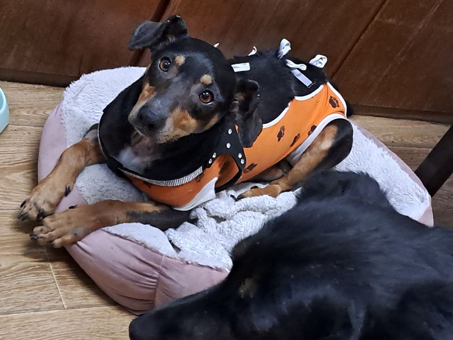 Suczka Tolka.po sterylizacji