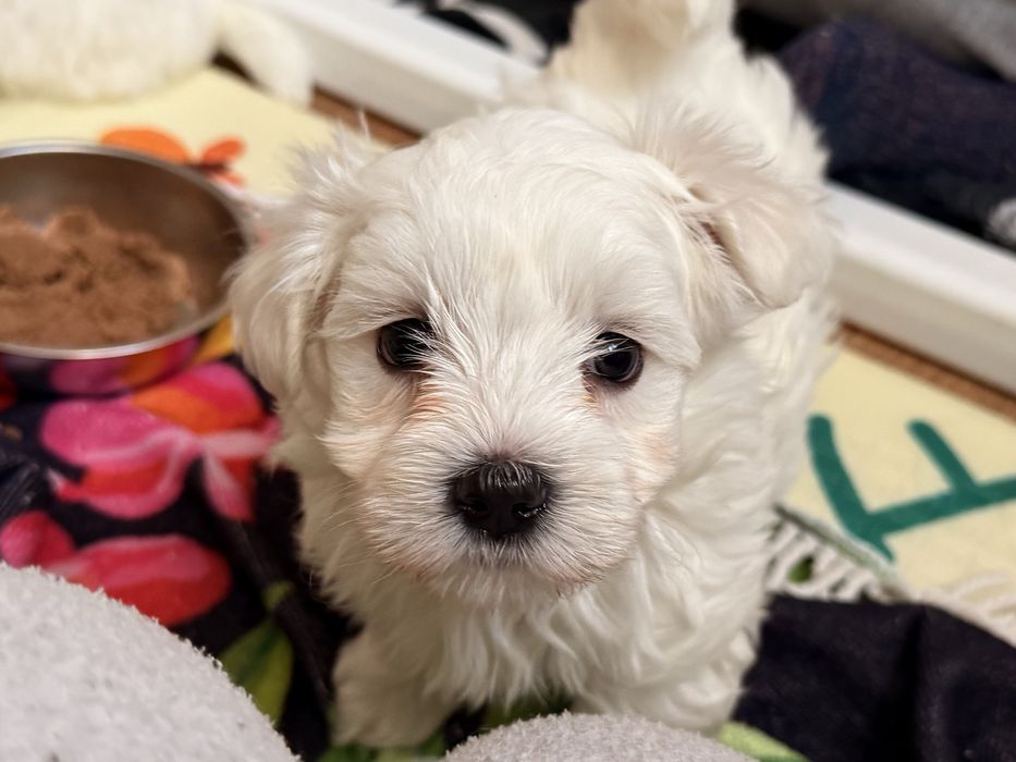 Мальтійська болонка