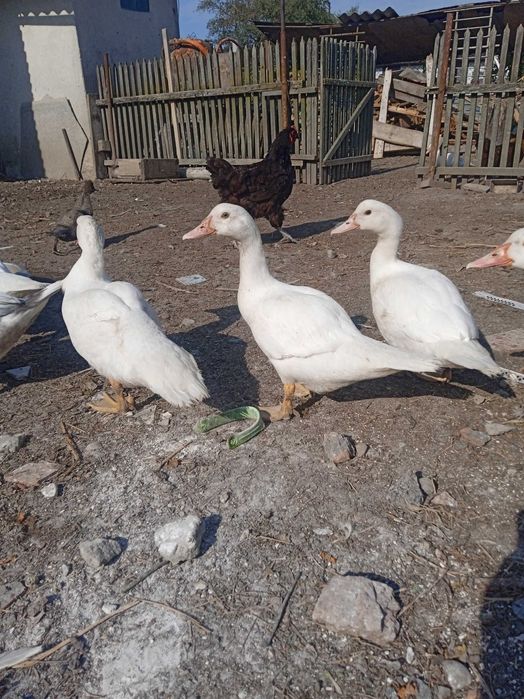 Продам сім'ями або окремо різний молодняк мускусних качок