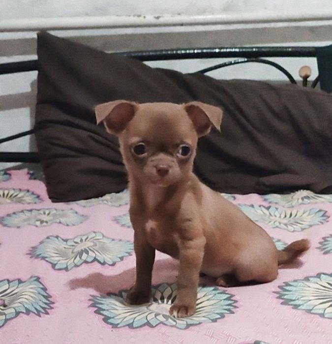 Мини девочка, тип кобби