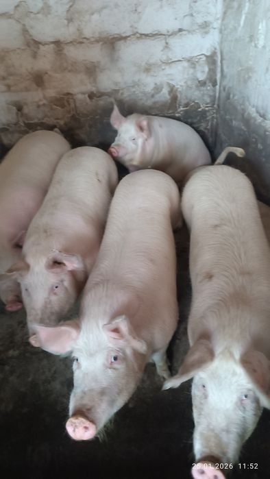 Сільгосп. Тварини