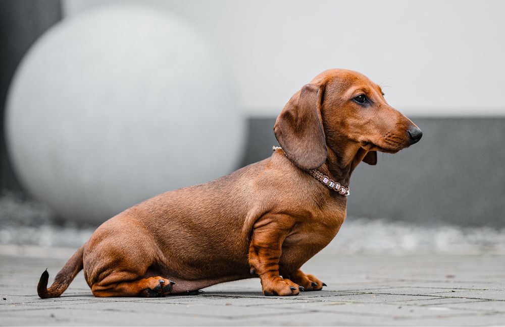 Jamnik Krótkowłosy Miniaturowy/piesek ZKwP FCI