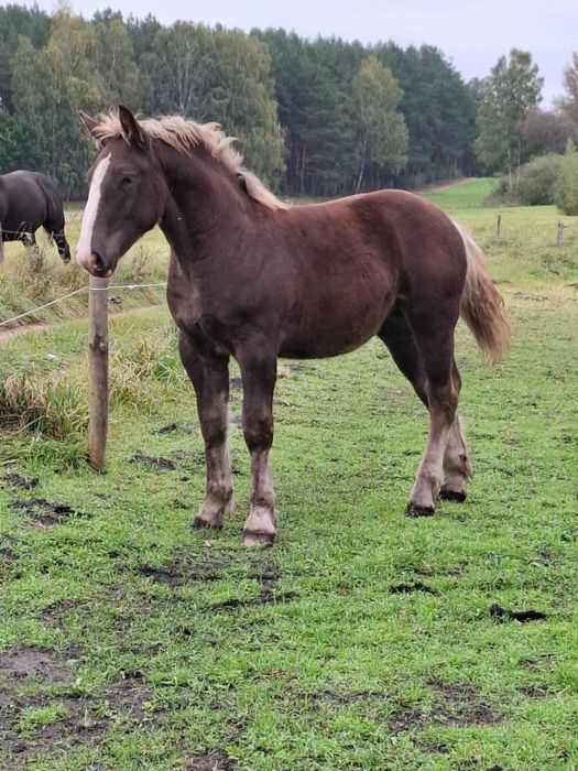 Sprzedam źrebaki programowe, sztumskie z obustronnym pochodzeniem